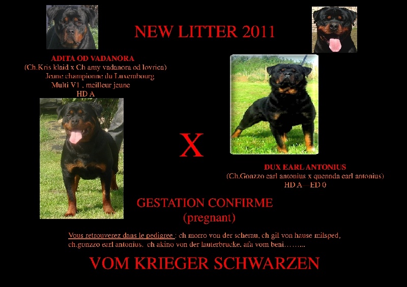 vom Krieger Schwarzen - Rottweiler - Portée née le 10/04/2011
