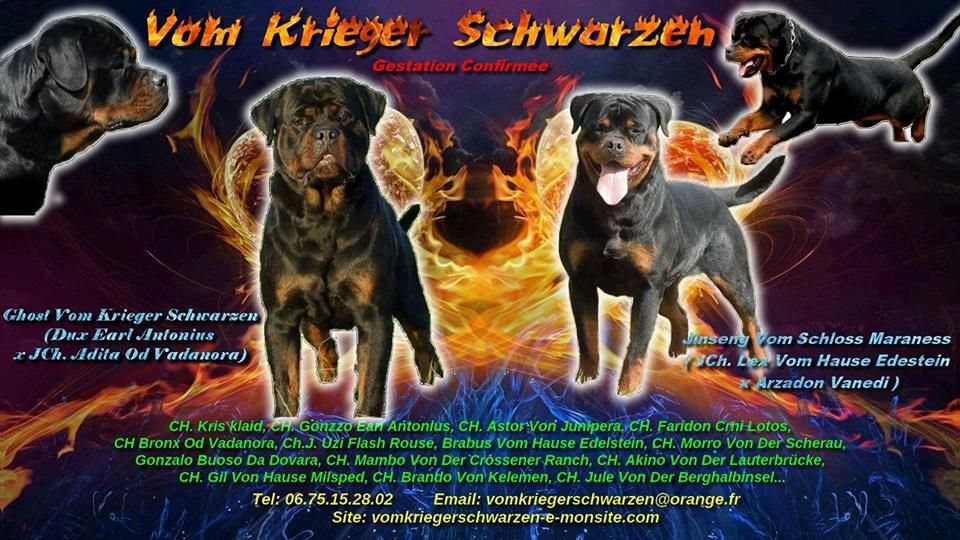 vom Krieger Schwarzen - Rottweiler - Portée née le 08/09/2017
