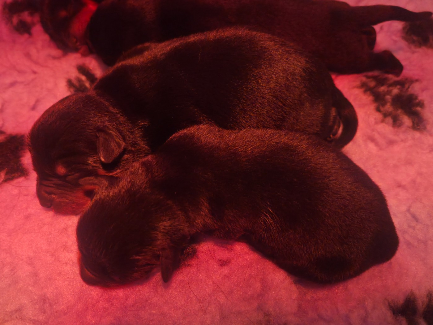 vom Krieger Schwarzen - Chiots disponibles - Rottweiler