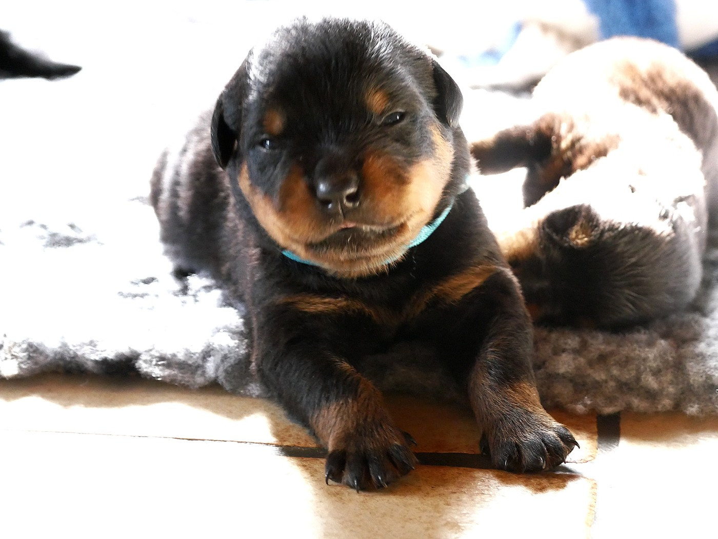 vom Krieger Schwarzen - Chiots disponibles - Rottweiler