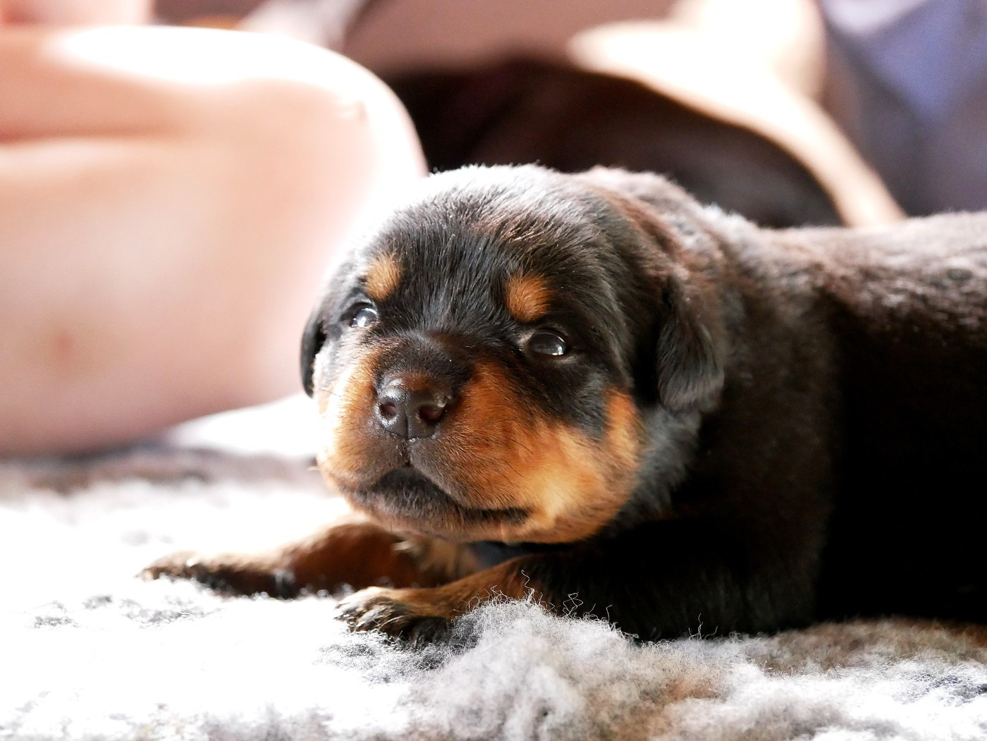 vom Krieger Schwarzen - Chiots disponibles - Rottweiler
