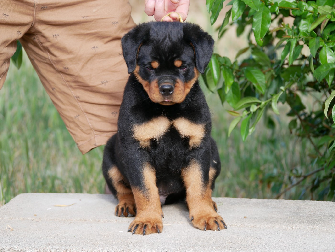 vom Krieger Schwarzen - Chiots disponibles - Rottweiler