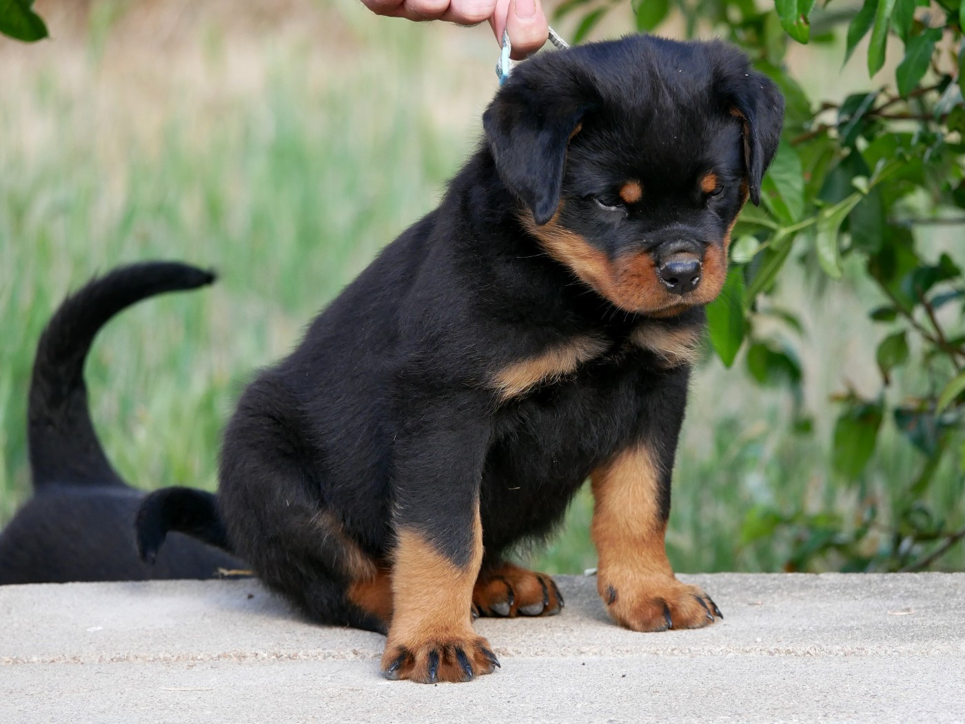 vom Krieger Schwarzen - Chiots disponibles - Rottweiler