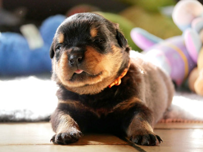 CHIOT 5