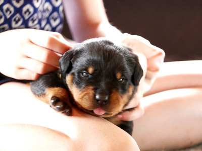 CHIOT 4