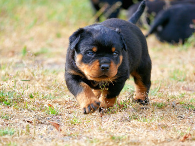 CHIOT 7
