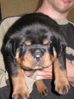 CHIOT